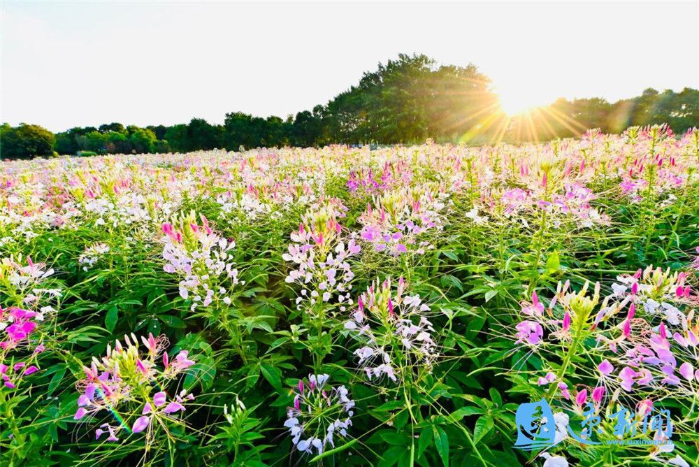 宿遷三台山：鮮花怒放 美翻初秋時光