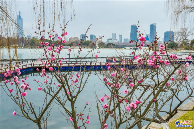 極美南京：你瞧！梅花開了