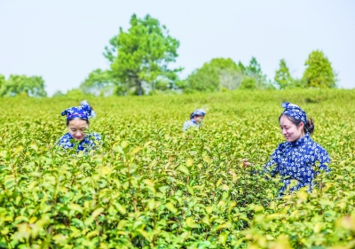 南京：雨花茶為媒 “文化+農業”助力鄉村振興