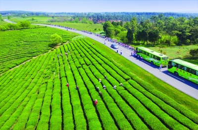 南京：雨花茶為媒 “文化+農業”助力鄉村振興
