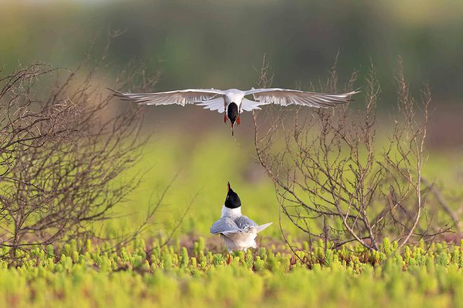 兩年增加15% 江蘇鳥類種數達8科358種