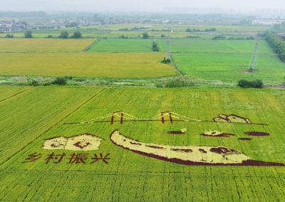 南京：多彩稻田畫扮靚好“豐”景