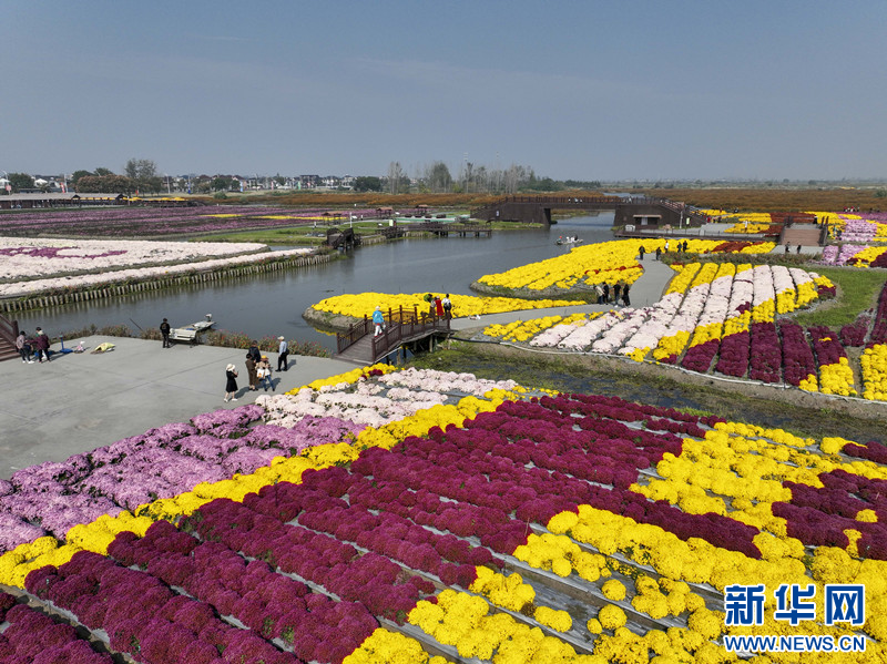 江蘇興化：“花海經濟”描繪農旅融合“好風景”