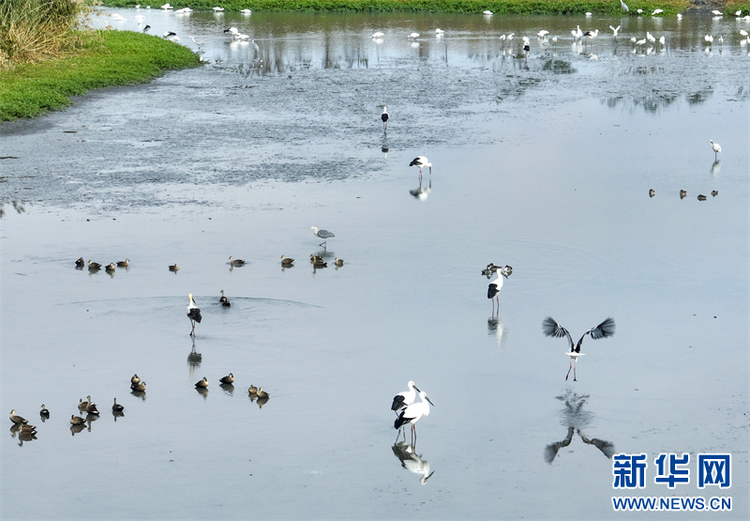 江蘇興化：“鳥界國寶”東方白鸛來濕地越冬_fororder_20231120_085907_006