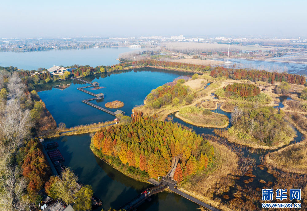 江蘇泰州：溱湖濕地初冬景如畫_fororder_20231207_090838_005