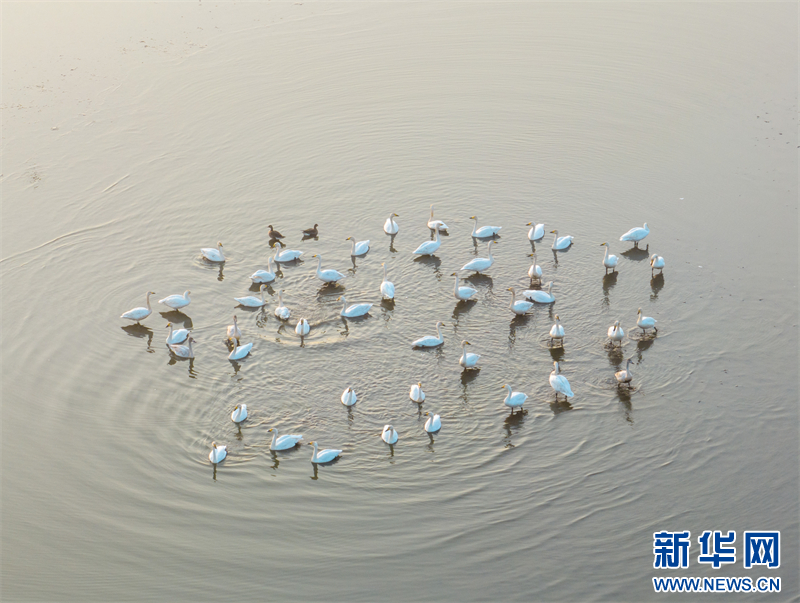 江蘇興化：冬日濕地 候鳥樂園_fororder_20231208_091010_006
