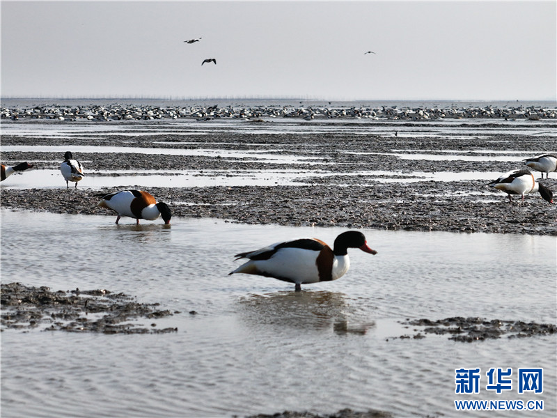 江蘇連雲港：萬隻翹鼻麻鴨現身贛榆沿海濕地