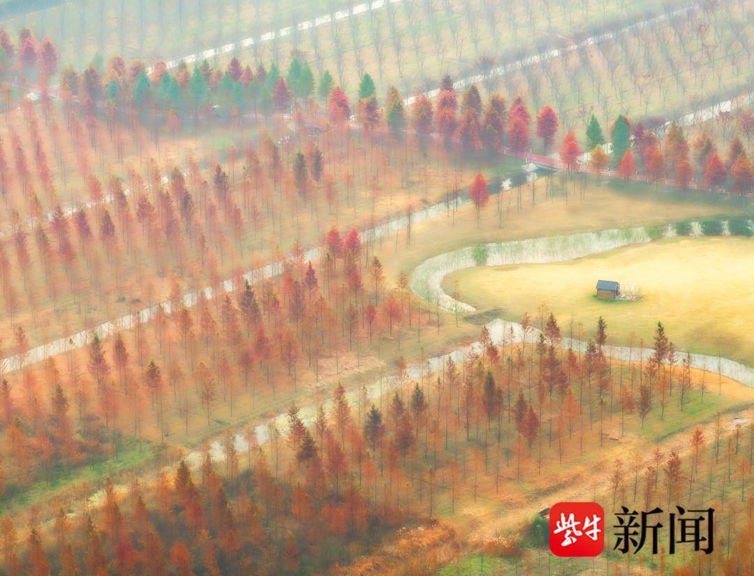江蘇東臺：水杉林層林盡染 色彩繽紛似明信片