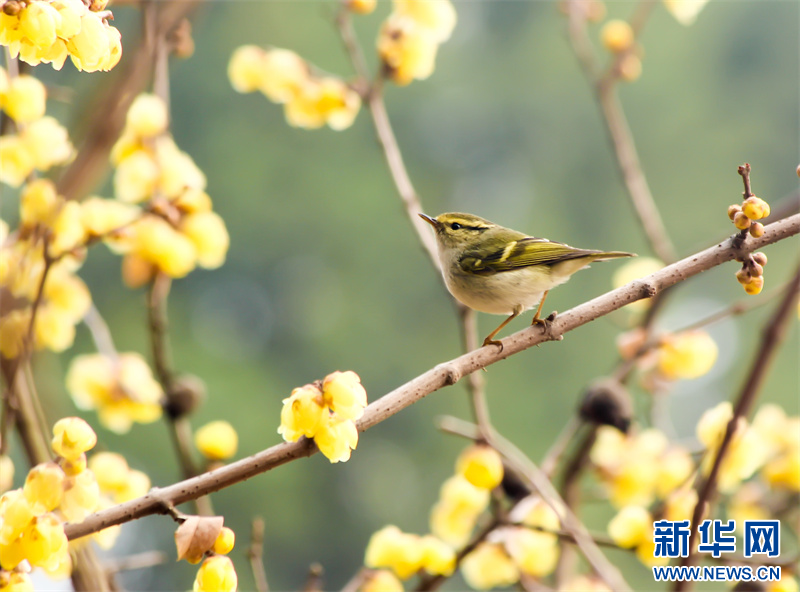 江蘇句容：蠟梅花開暗香來