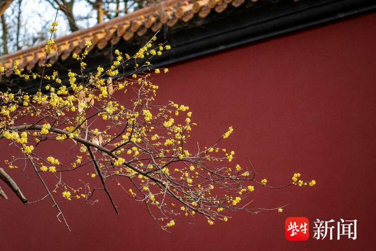 歡喜過大年 南京推出百項新春主題文旅活動