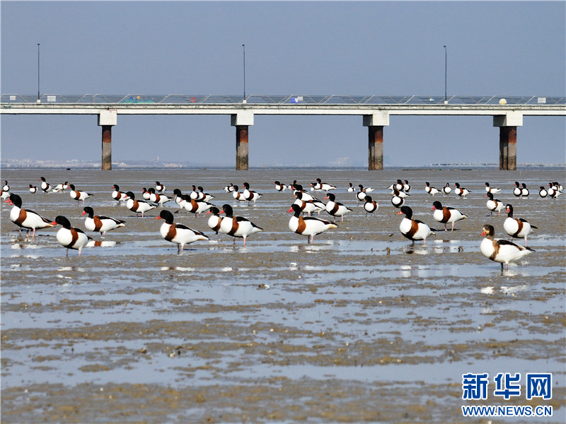 江蘇連雲港：萬隻翹鼻麻鴨現身贛榆沿海濕地