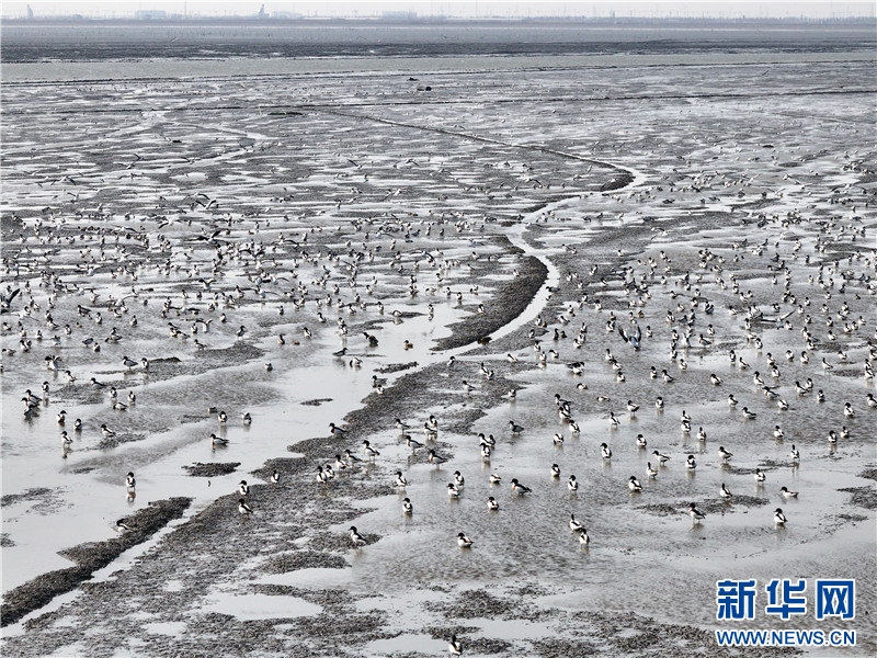 江蘇連雲港：萬隻翹鼻麻鴨現身贛榆沿海濕地