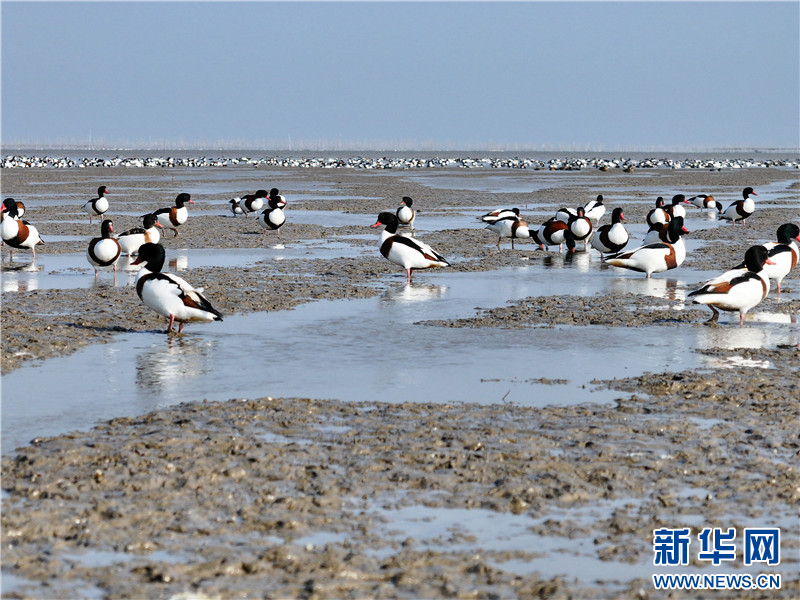 江蘇連雲港：萬隻翹鼻麻鴨現身贛榆沿海濕地