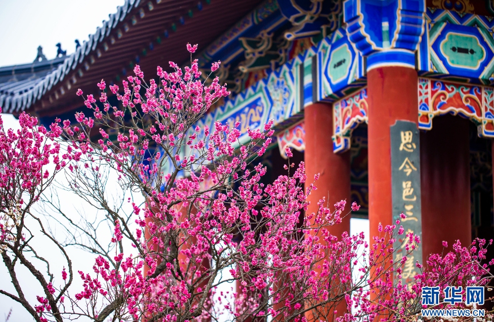 南京：梅花山早梅俏枝頭_fororder_20240223_090607_005