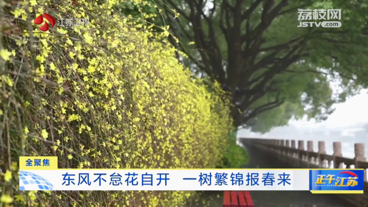 江蘇：東風不怠花自開 一樹繁錦報春來