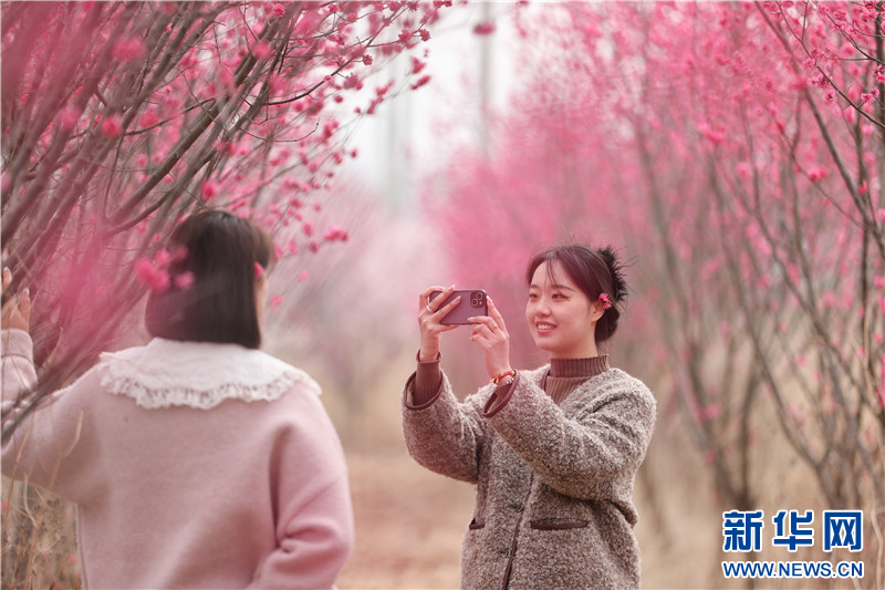 連雲港：春光明媚 踏青賞花正當時