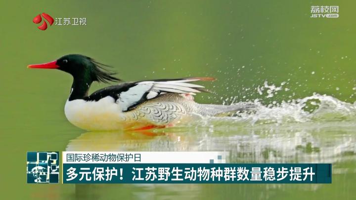 國際珍稀動物保護日 多種珍稀動物現身春日江蘇