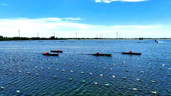 江蘇泗洪：夏日水鄉蚌農忙_fororder_d582be855c12465f905b160322eec37e