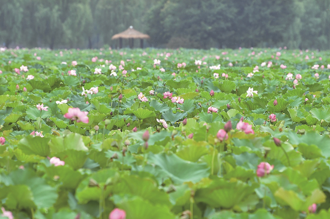 高淳水慢城 遇見“蓮花江湖”_fororder_8084f5e2-175a-4b85-8649-cb90183e06a7