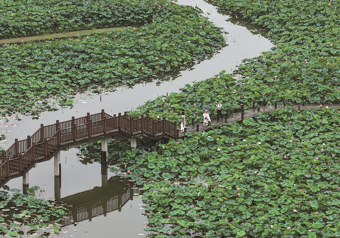 高淳水慢城 遇見“蓮花江湖”_fororder_fd27ab2d-1d07-4255-a881-e20488ff1d74
