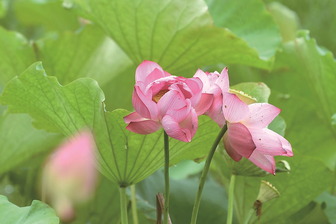 高淳水慢城 遇見“蓮花江湖”_fororder_e73df700-28ed-4935-86c2-5a3fa9a9f510