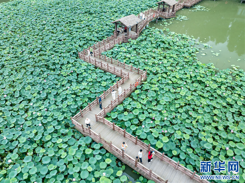 江蘇興化：暑期旅遊迎來高峰_fororder_202407229059910089024079b5fe87cc2c633f13_20240722e4dbba77d1fb4b798d46c1cbd239087a