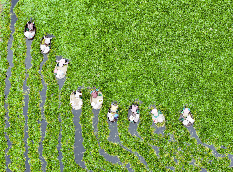 江蘇泰州：菱角豐收採摘忙_fororder_20250731_092518_004