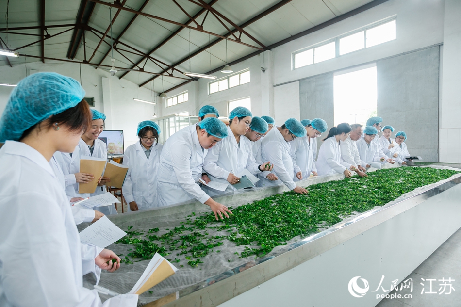 南京溧水雨花茶秋採進入旺季_fororder_LOCAL1757978727609MRZDCWSC4N