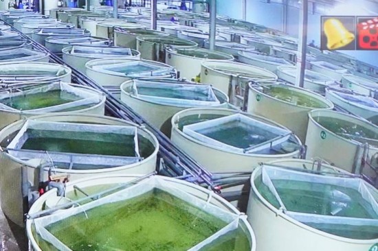 蘇皖攜手“養魚”，六個月建成“魚池” 科技引導蕪湖六郎鎮鱖魚苗養殖_fororder_圖片 2