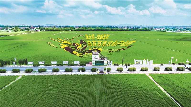 無錫：稻田裏的“玉祁龍舞”_fororder_2025081206411696364901