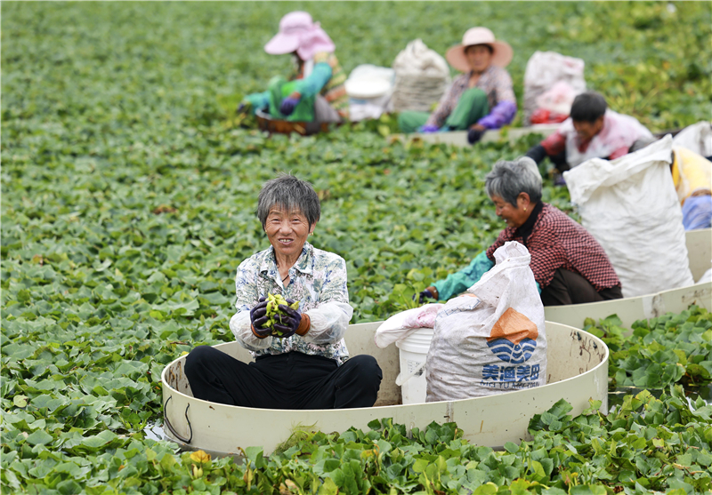 江蘇泰州：菱角豐收採摘忙_fororder_20250731_092518_000