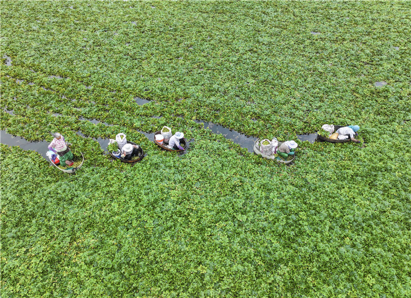 江蘇泰州：菱角豐收採摘忙_fororder_20250731_092518_005
