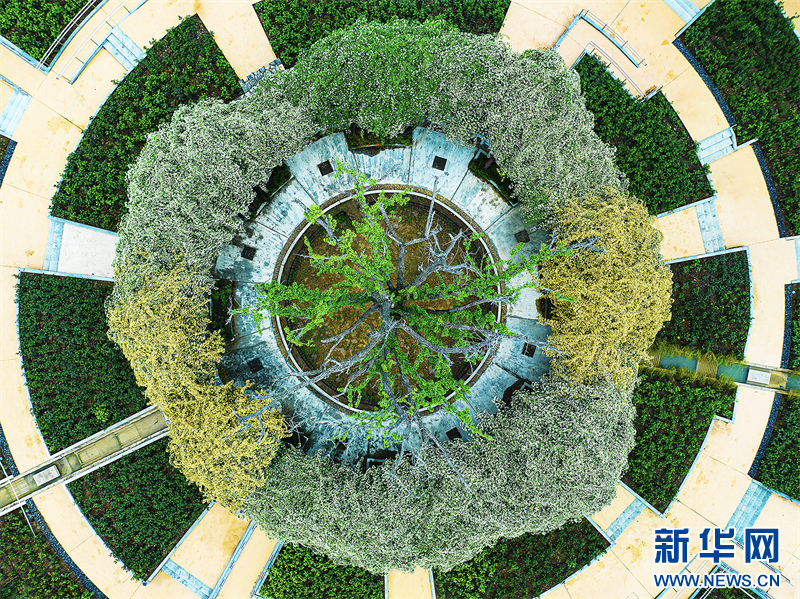 南京：木香花海 扮靚春日_fororder_微信圖片_20250418094245