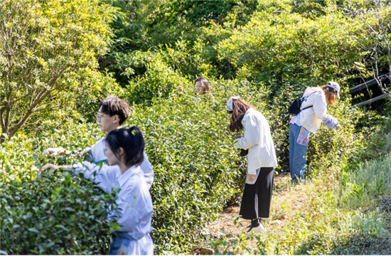 蘇州：春到茶園採新茶 “萬象碧螺”醉人心_fororder_圖片16