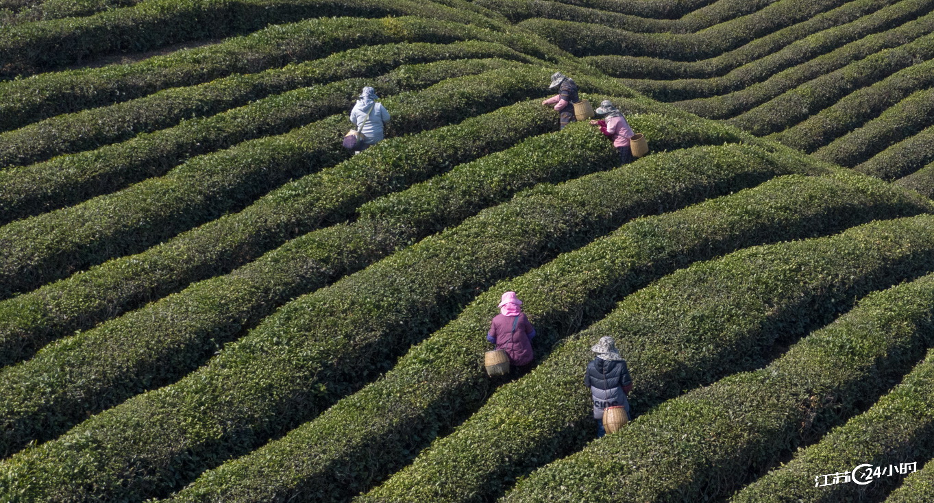 句容： 千畝茶山吐新綠 春分時節採新茶