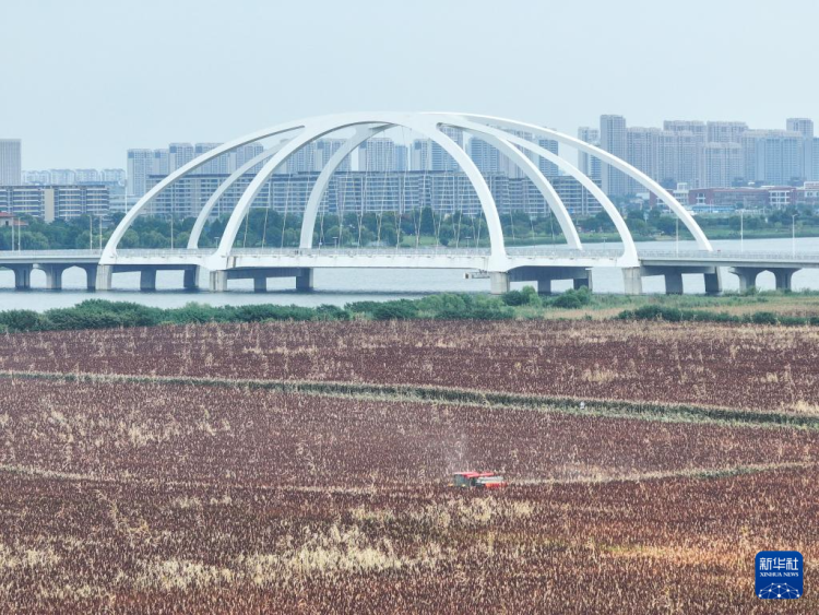 常州金壇：高粱紅了 “豐”景如畫_fororder_微信圖片_202509220937303