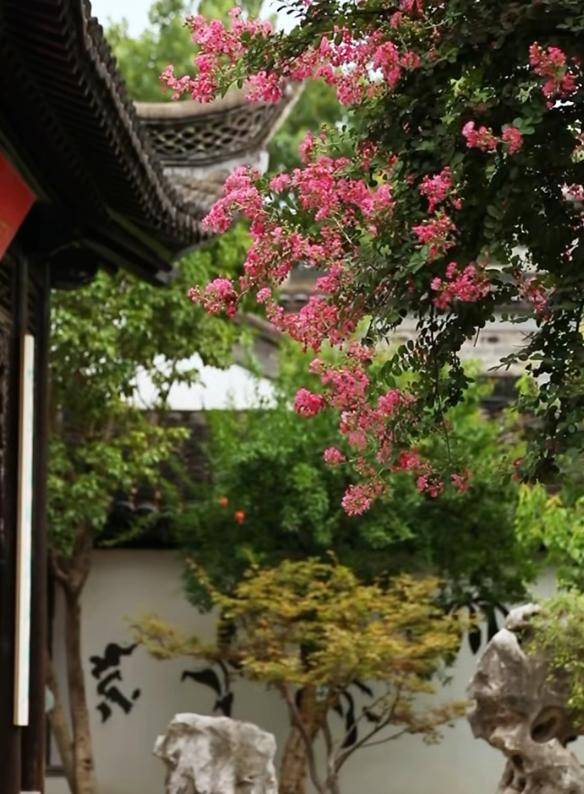 獨佔芳菲當夏景，紫薇花開映金陵
