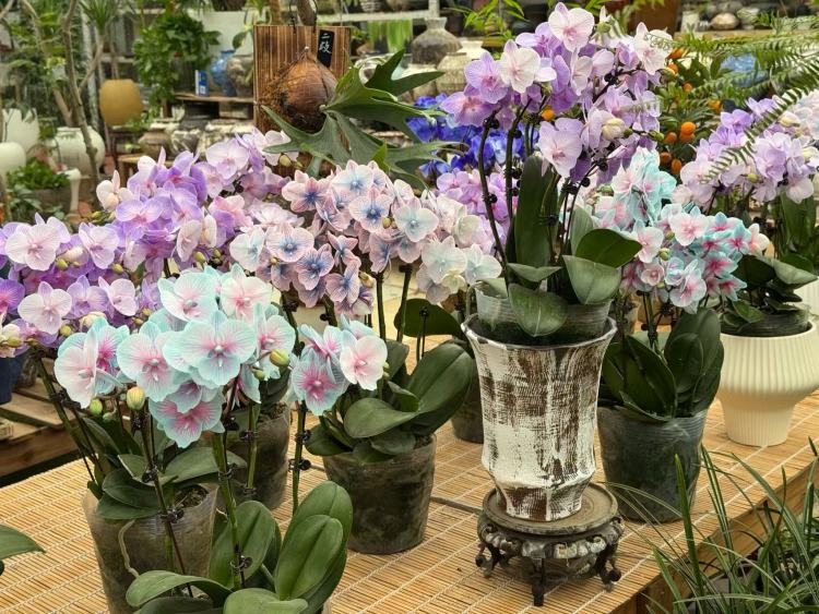 春節臨近,年宵花市場升溫!品種上新,清新小眾成流行新趨勢_fororder_微信圖片_20260130093129_686_239