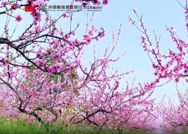 視頻丨郵儲蘇州分行“貸”動鳳凰鎮，水蜜桃甜“繪”鄉村振興圖_fororder_蘇州1