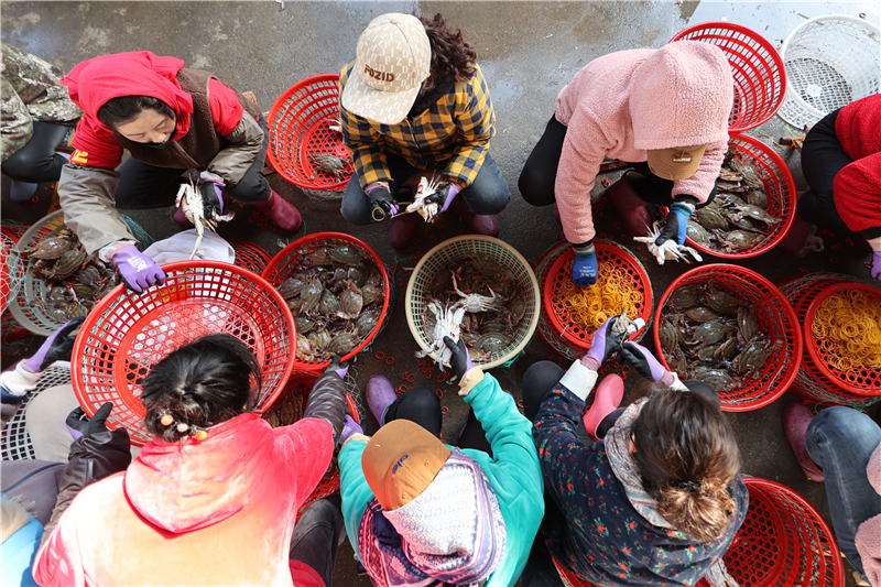 江蘇連雲港：秋捕梭子蟹喜豐收_fororder_20251030_093856_002