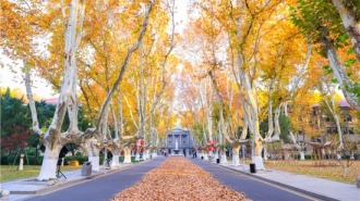 東南大學梧桐文化節啟幕 新生快閃以青春之歌唱響報國強音