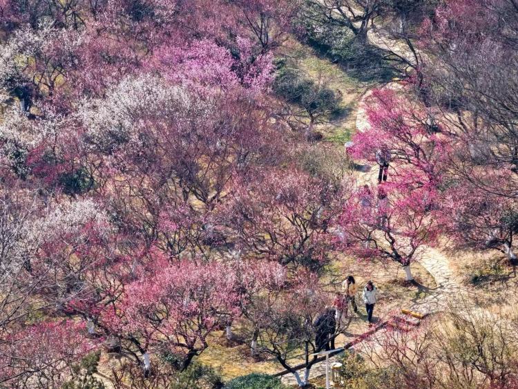 暖冬開挂！千株梅花搶先報春_fororder_微信圖片_20260204091623_700_239