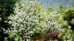 無錫花星球：以四大主題花展為媒 為“賞花經濟”續寫新的篇章