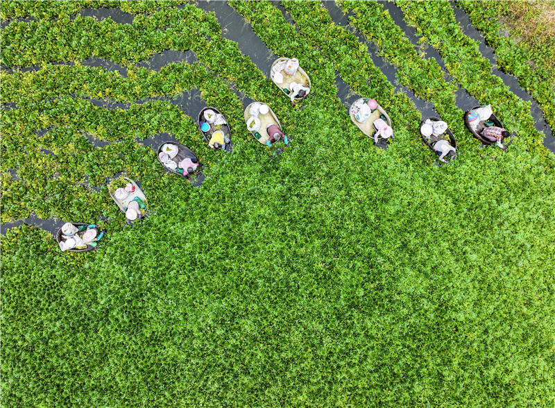江蘇泰州：菱角豐收採摘忙_fororder_20250731_092518_007