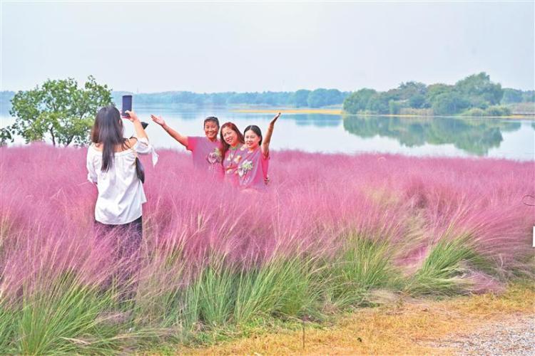 無錫：粉黛秋韻_fororder_1