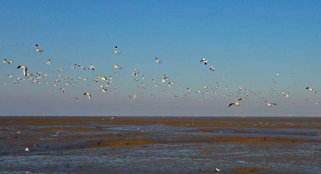 江蘇如東：灘塗濕地候鳥棲_fororder_20260105e6822c28074743a1ab898fb9993fa998_dc209c233ccb4cbaa35df076bcbd0166