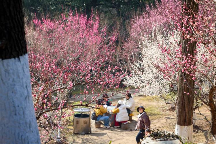 暖冬開挂！千株梅花搶先報春_fororder_微信圖片_20260204091629_701_239