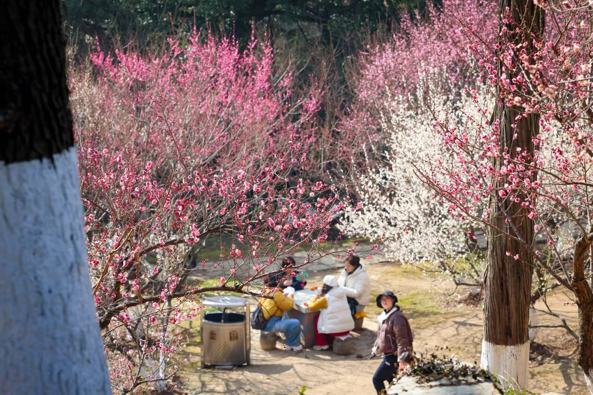 暖冬開挂！千株梅花搶先報春_fororder_微信圖片_20260204091629_701_239