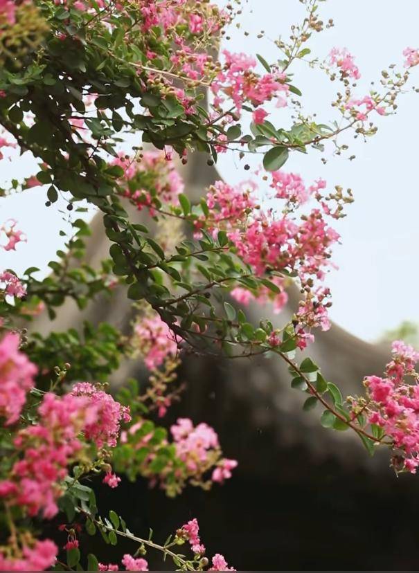 獨佔芳菲當夏景，紫薇花開映金陵