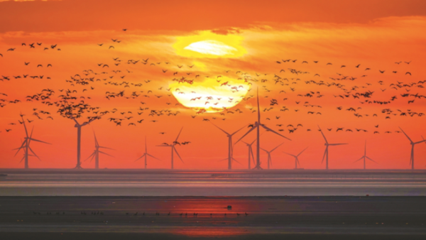 江蘇成越冬“打卡地” “天空之隊”如期歸來